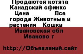 Продаются котята Канадский сфинкс › Цена ­ 15 000 - Все города Животные и растения » Кошки   . Ивановская обл.,Иваново г.